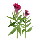 Celosia Cristata